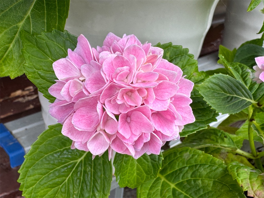 f:id:mp87:20240628223935j:image