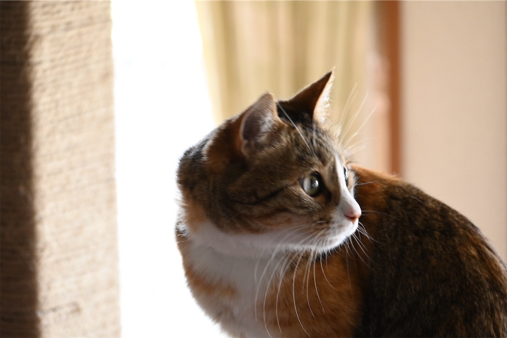 f:id:mp87:20240721213239j:image