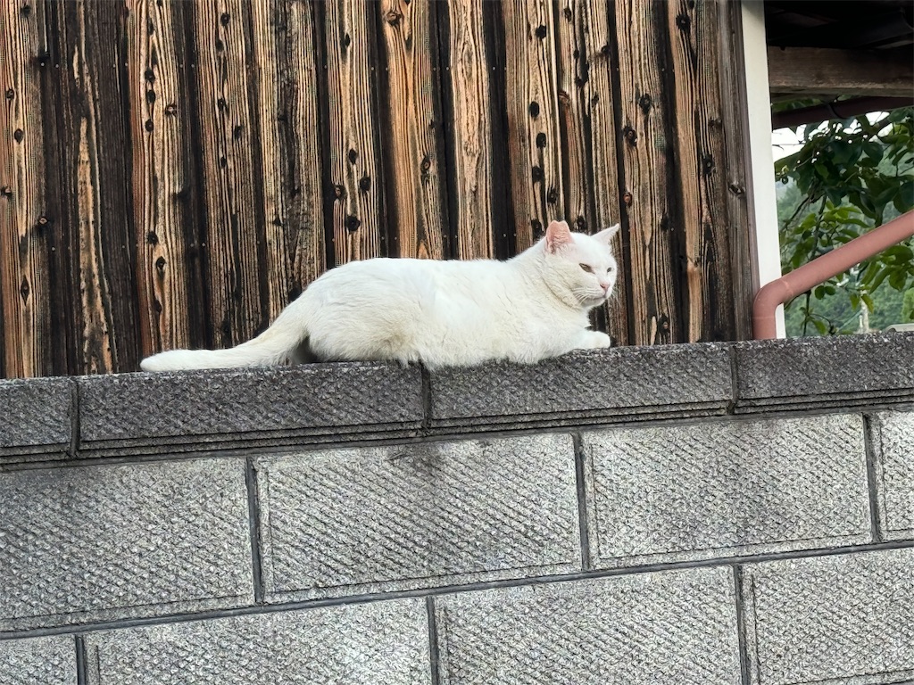 f:id:mp87:20240723211745j:image
