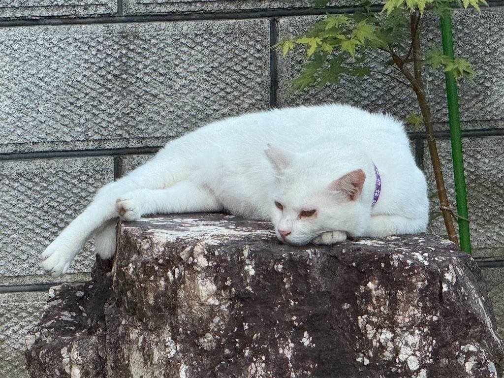 f:id:mp87:20240814220649j:image f:id:mp87:20240814220649j:image