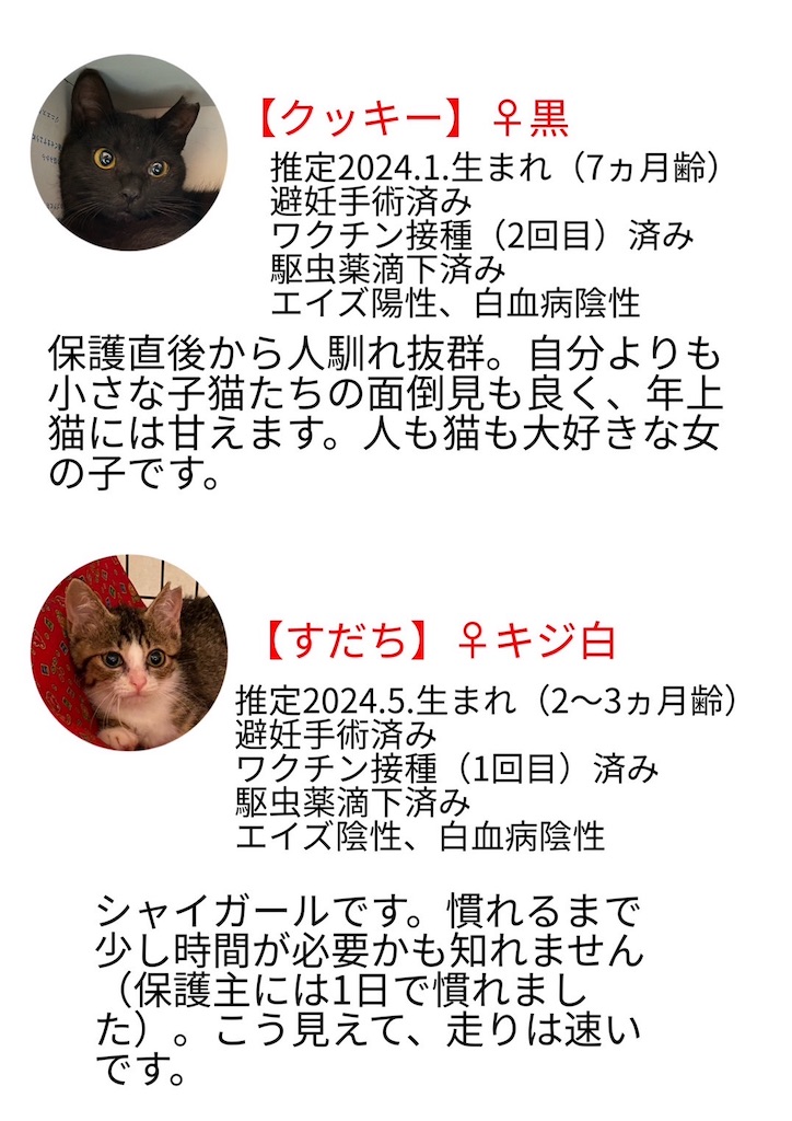 f:id:mp87:20240901220337j:image