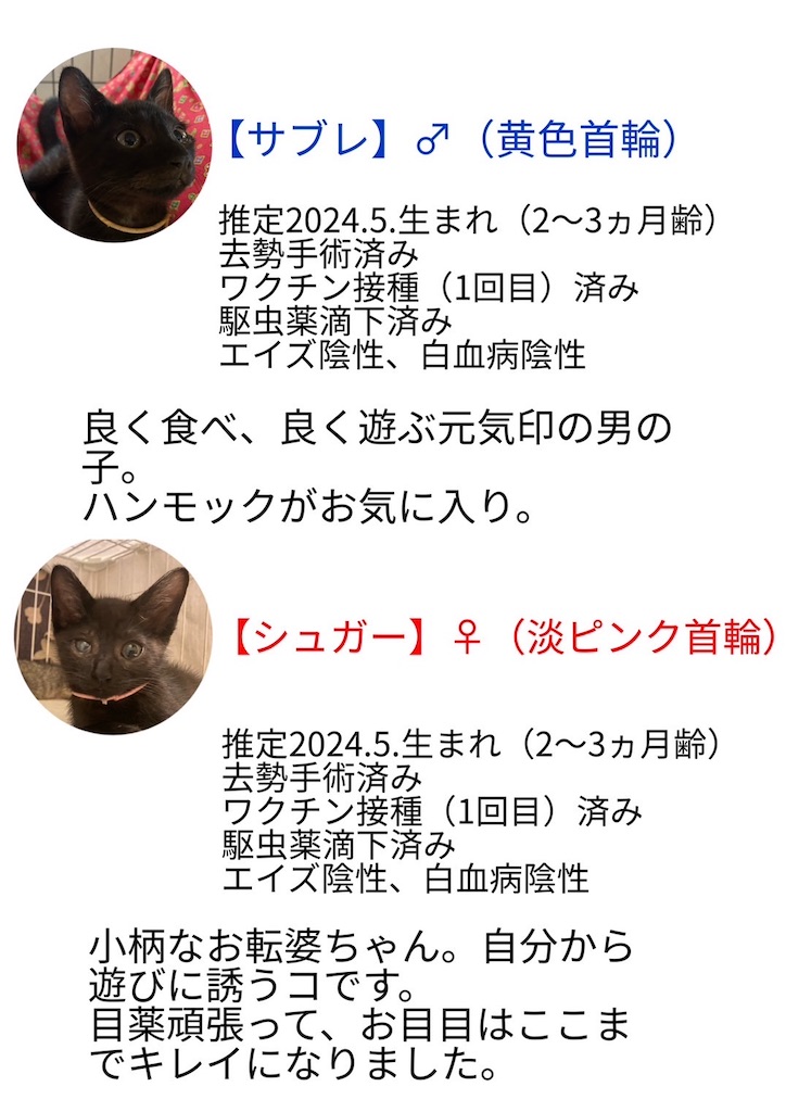 f:id:mp87:20240901220350j:image