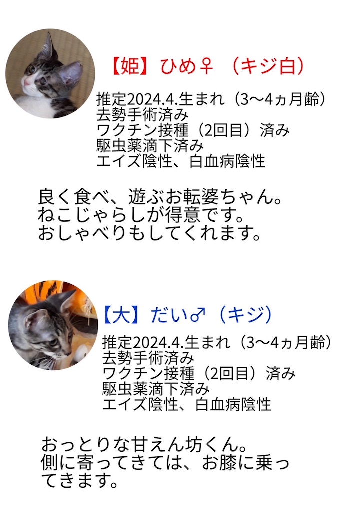 f:id:mp87:20240901220403j:image
