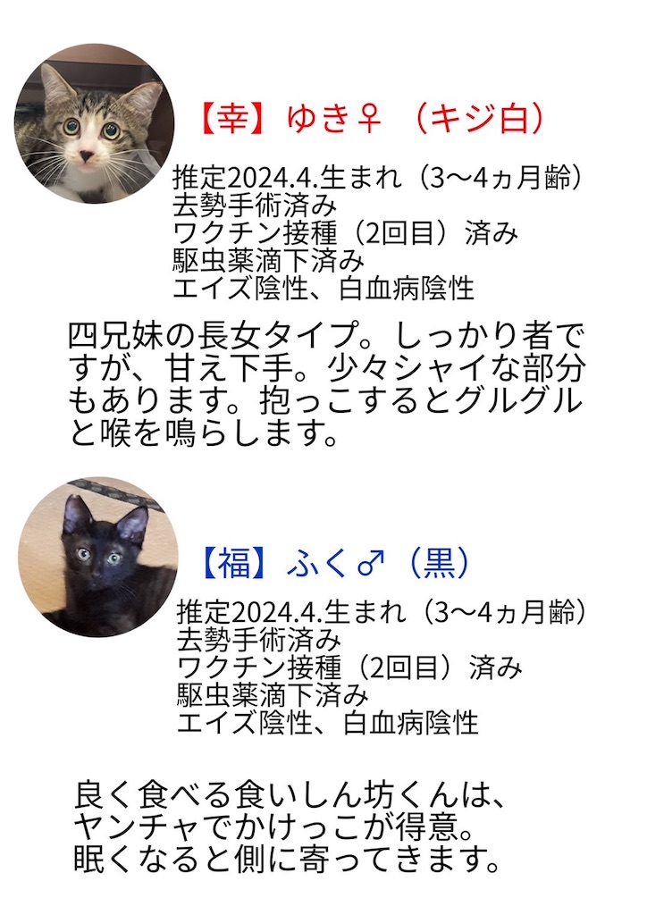 f:id:mp87:20240901220416j:image