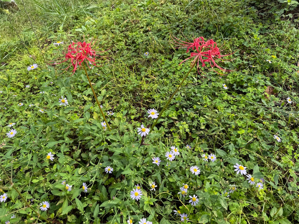 f:id:mp87:20241005201202j:image