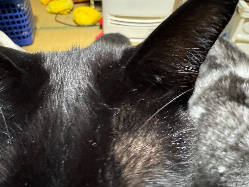 f:id:mp87:20241115230247j:image f:id:mp87:20241115230247j:image