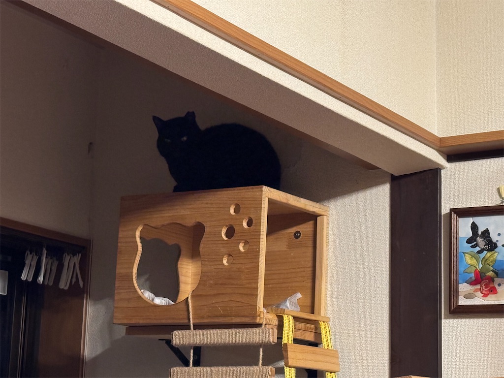 f:id:mp87:20241205223007j:image