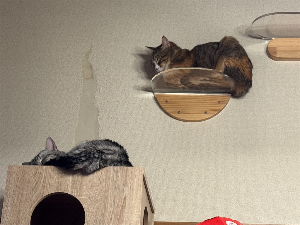 f:id:mp87:20241209200024j:image