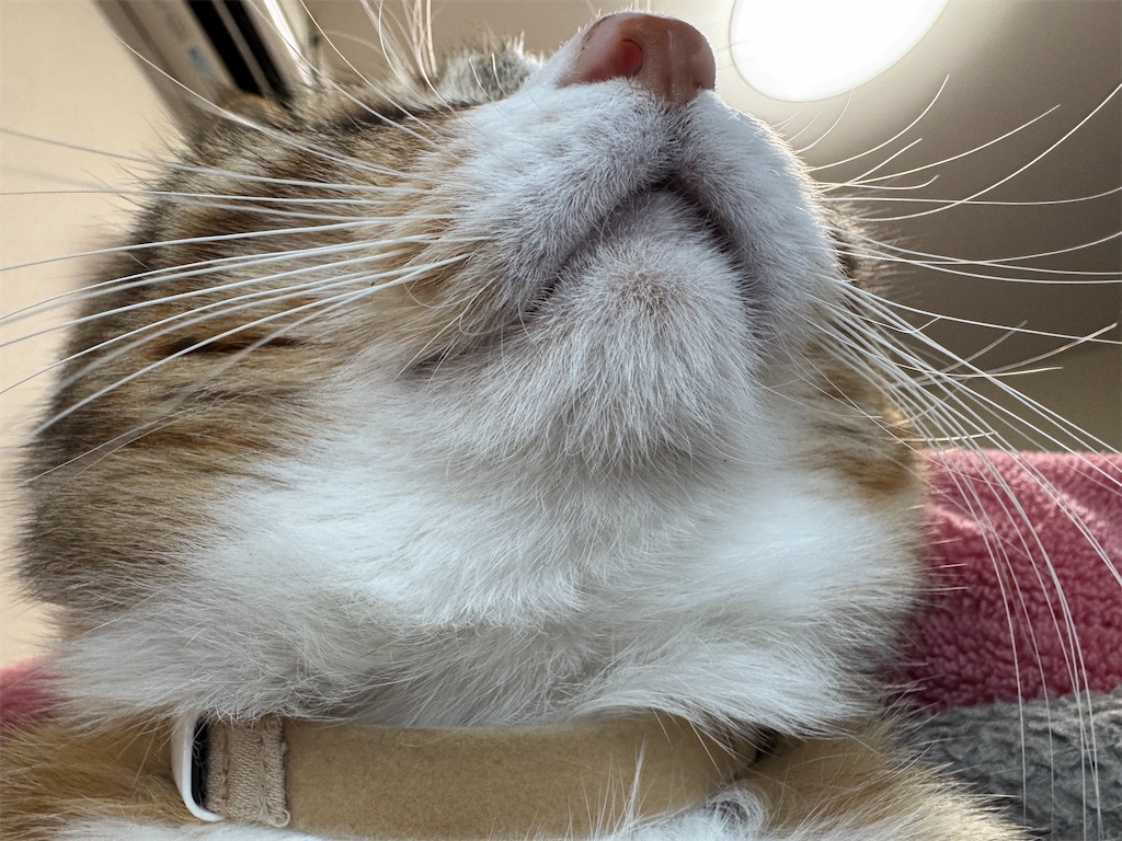 f:id:mp87:20241229225248j:image