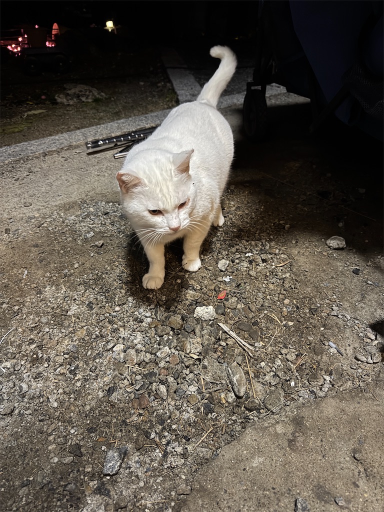 f:id:mp87:20250102203816j:image
