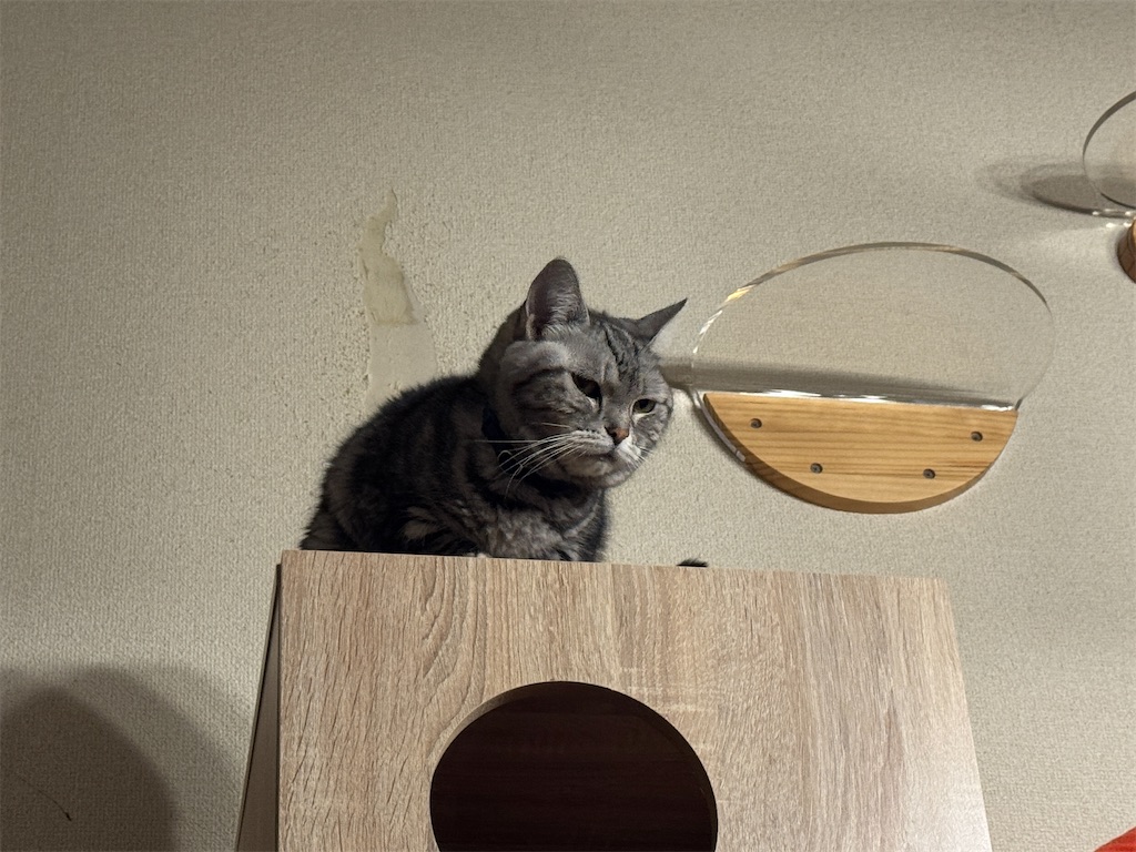 f:id:mp87:20250105200250j:image