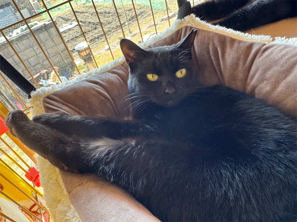f:id:mp87:20250108205548j:image