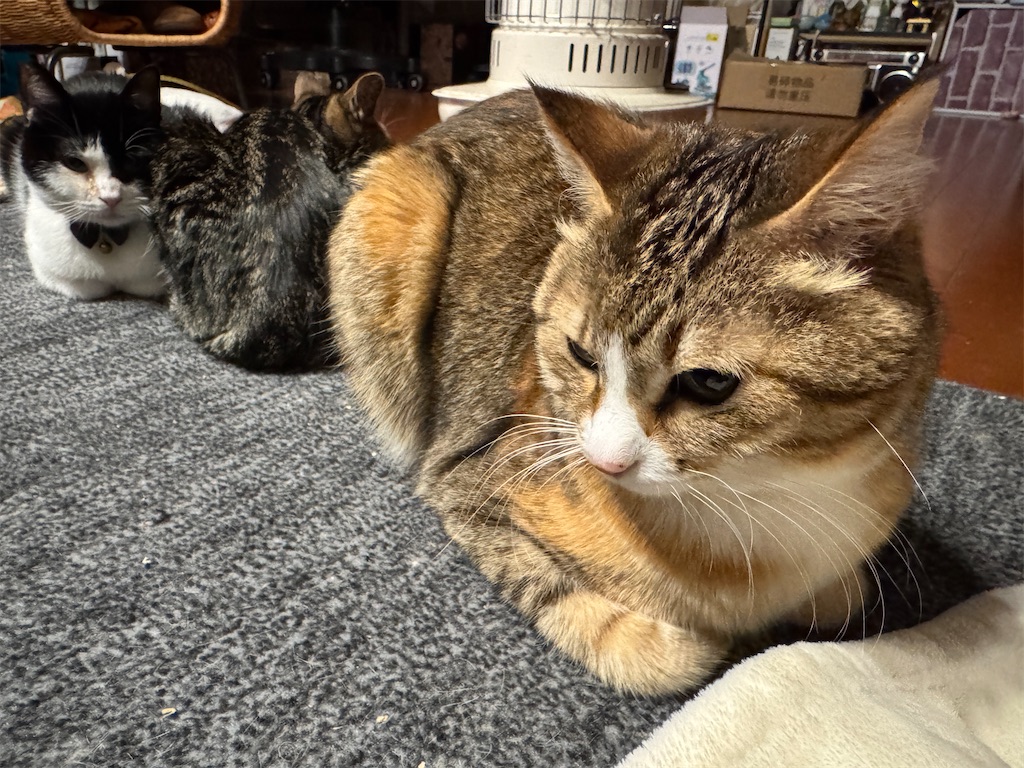 f:id:mp87:20250114212407j:image