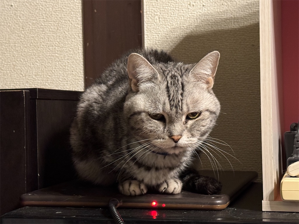 f:id:mp87:20250116212137j:image