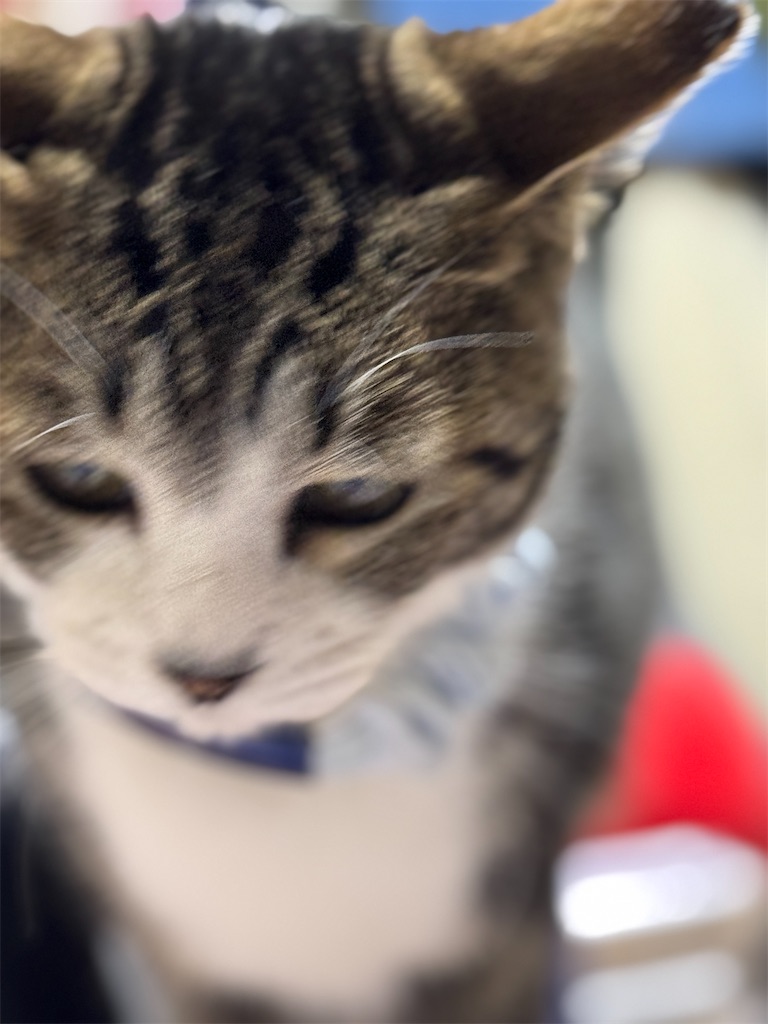 f:id:mp87:20250204211913j:image