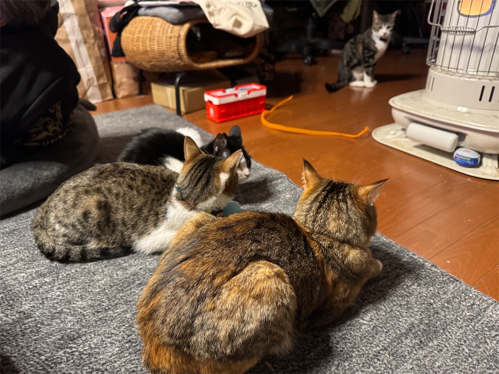 f:id:mp87:20250204213451j:image
