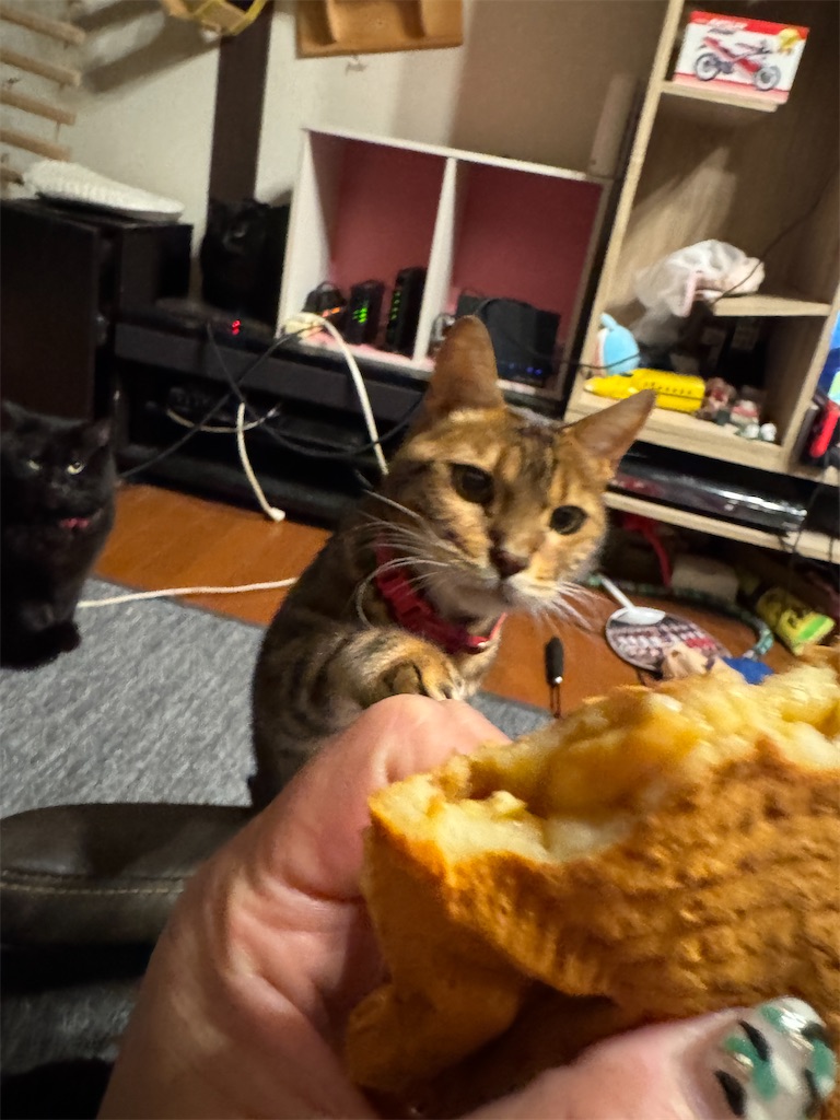 f:id:mp87:20250207211137j:image