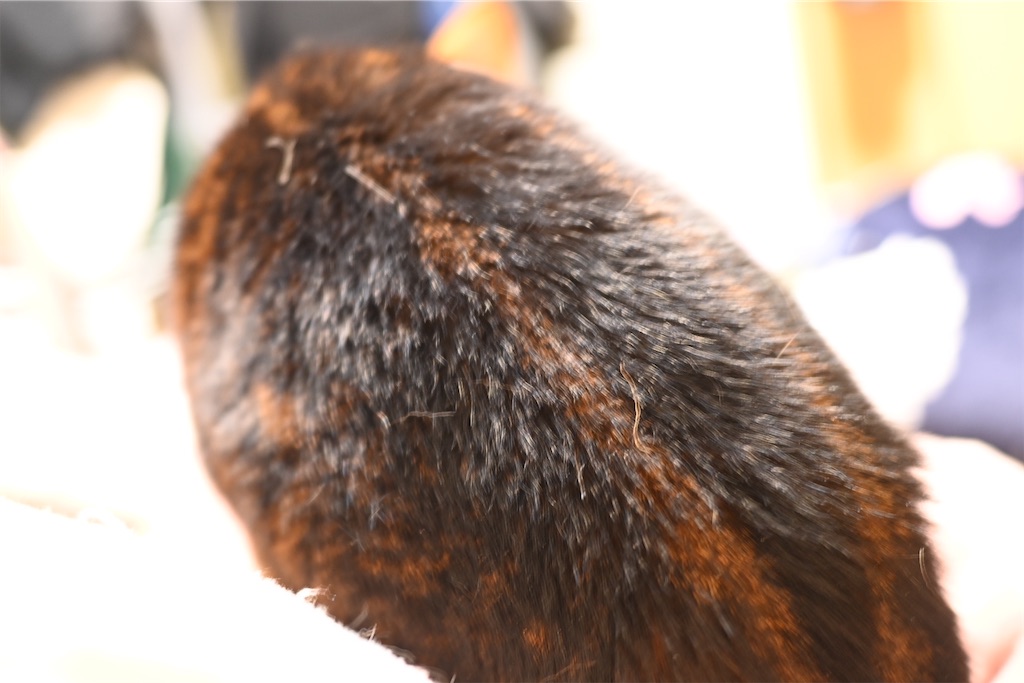 f:id:mp87:20250225211724j:image