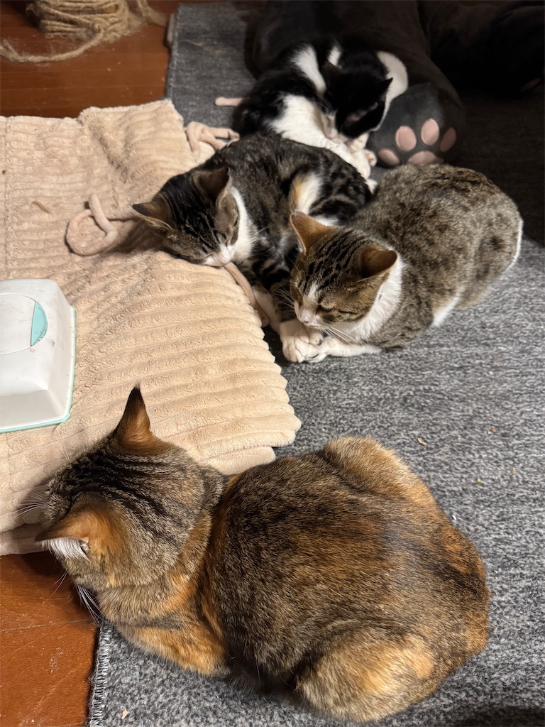 f:id:mp87:20250225212324j:image