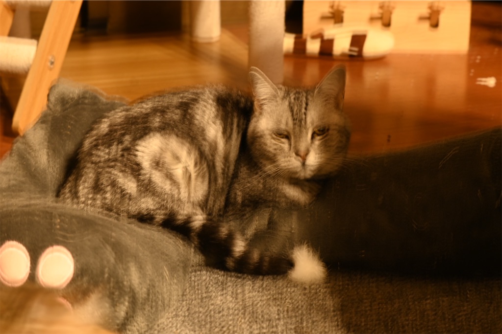 f:id:mp87:20250228215234j:image
