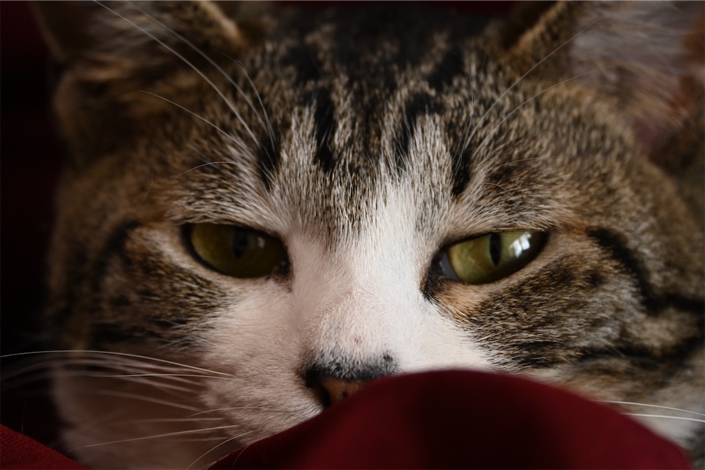 f:id:mp87:20250301222203j:image
