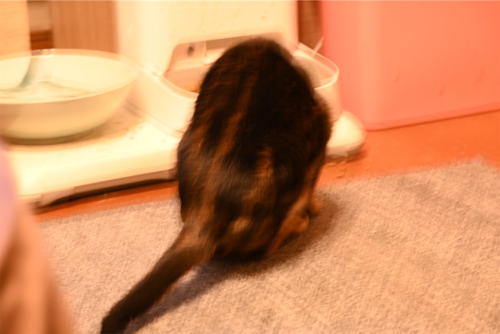 f:id:mp87:20250302222531j:image