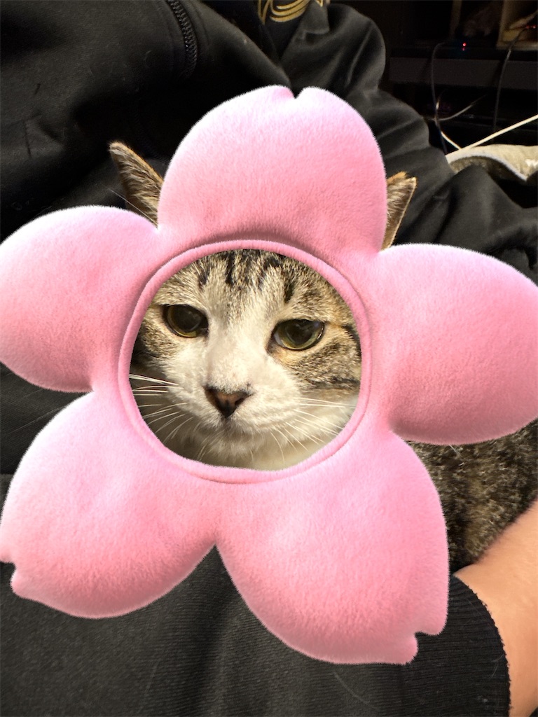 f:id:mp87:20250303205305j:image