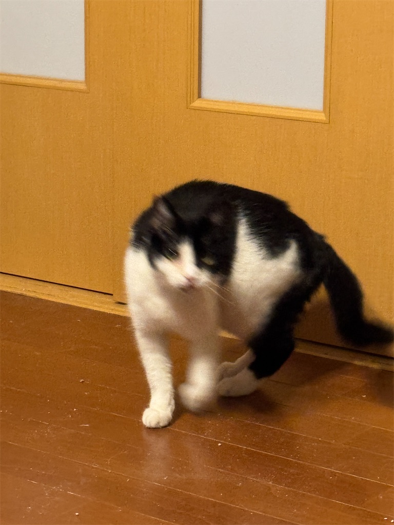 f:id:mp87:20250303210551j:image