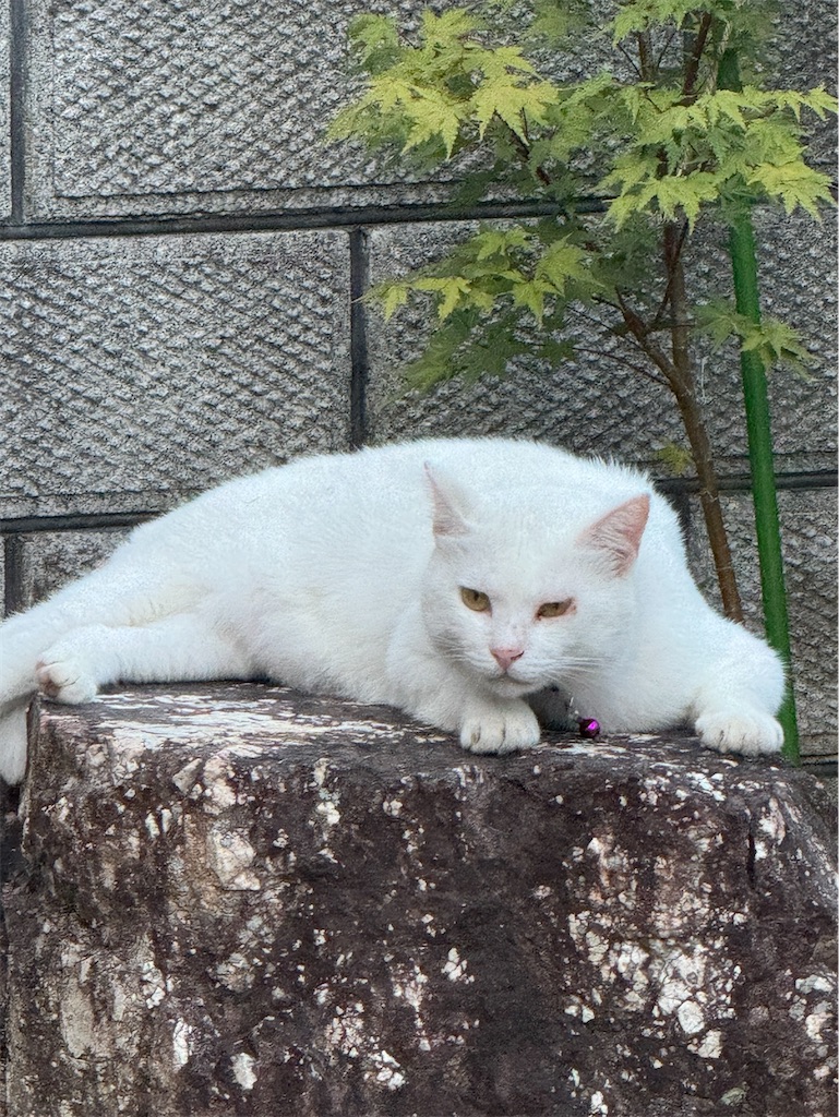 f:id:mp87:20250304213801j:image