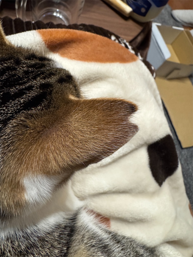 f:id:mp87:20250315232754j:image