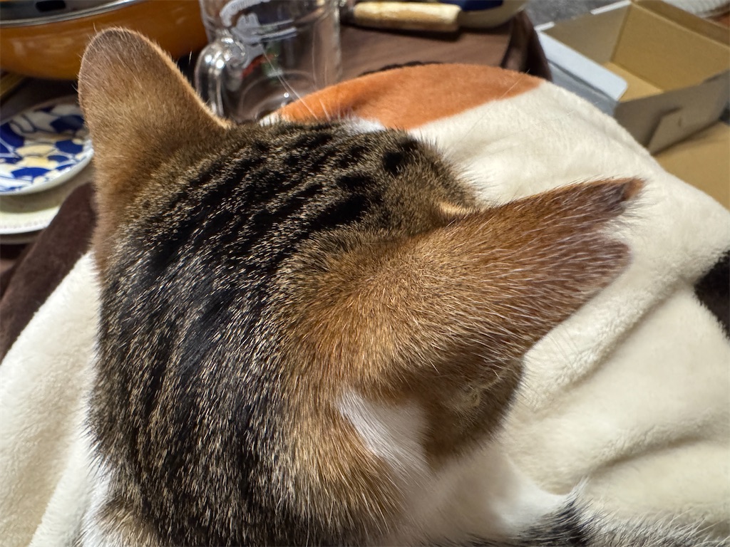 f:id:mp87:20250315233101j:image