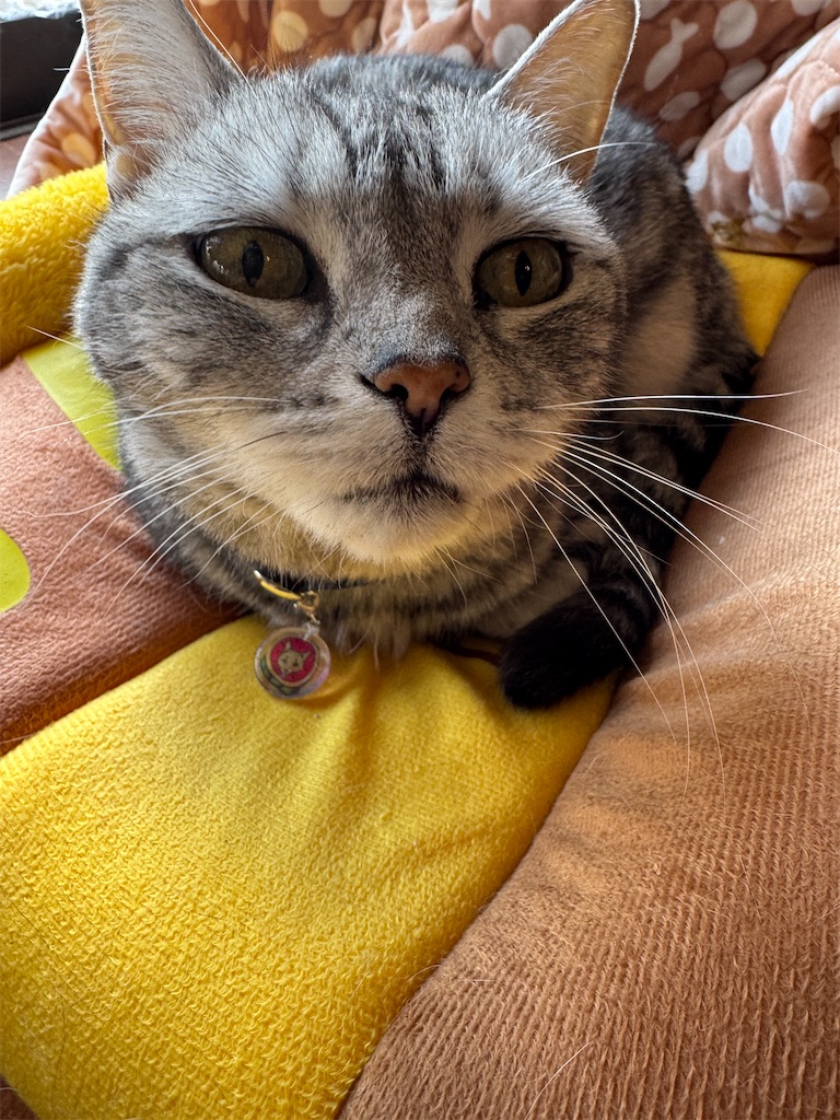 f:id:mp87:20250318201201j:image