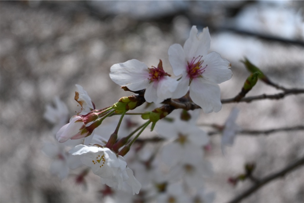 f:id:mp87:20250330211234j:image