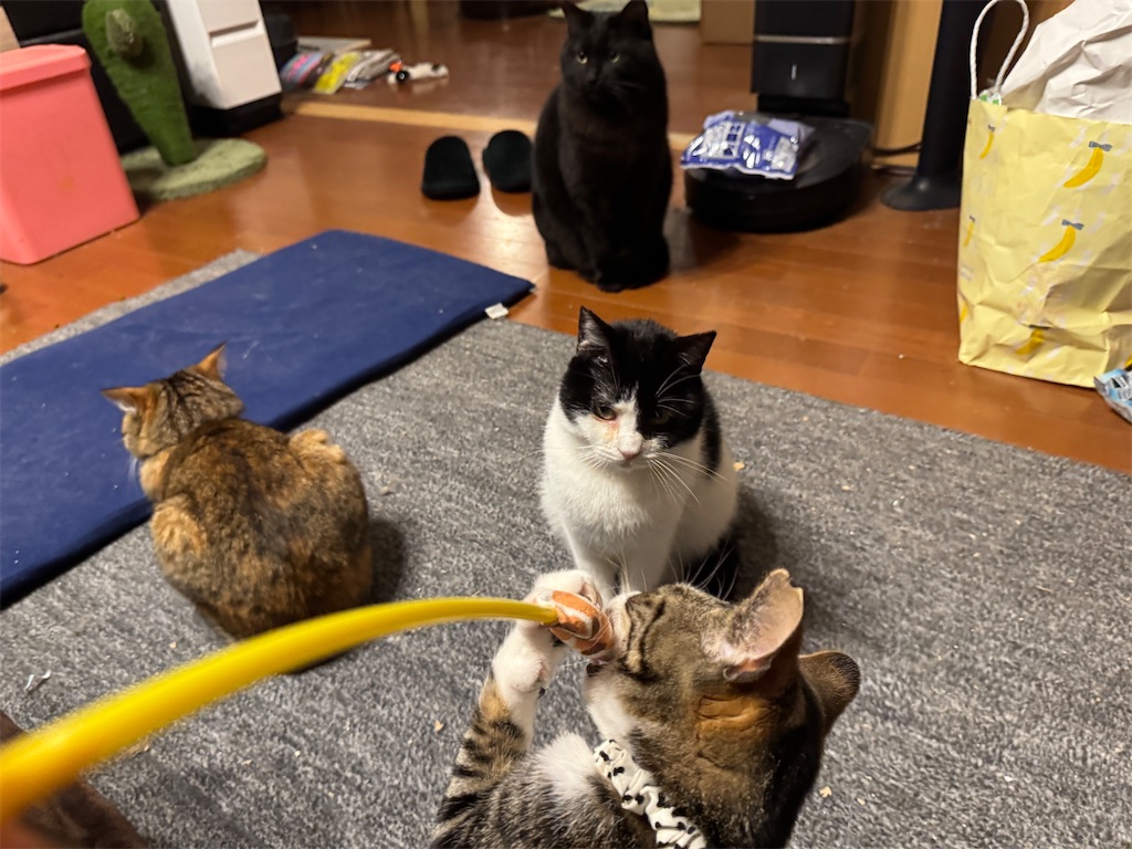 f:id:mp87:20250407212636j:image