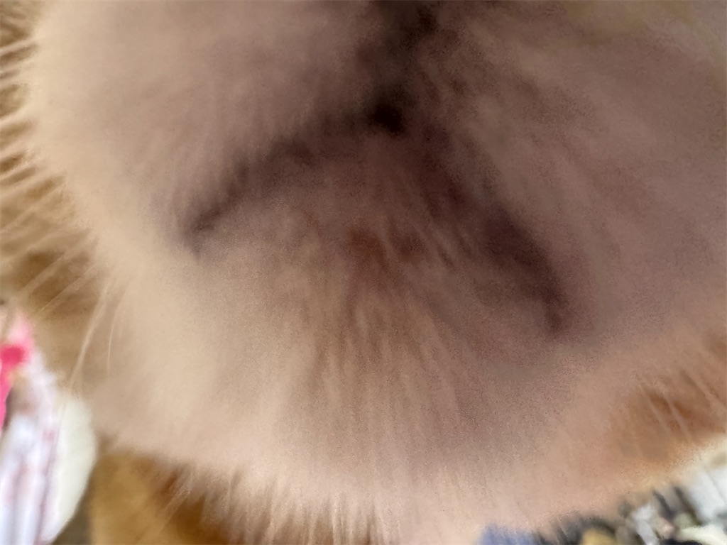 f:id:mp87:20250407213438j:image