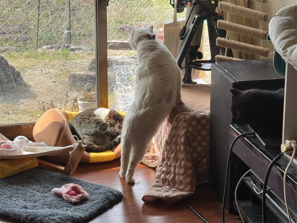 f:id:mp87:20250408205724j:image