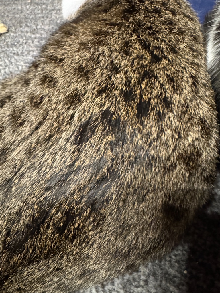 f:id:mp87:20250411232022j:image