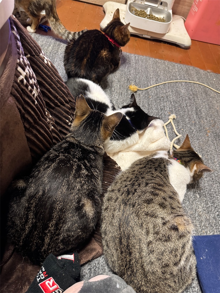 f:id:mp87:20250413001521j:image