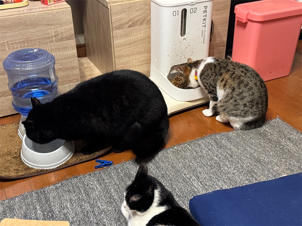 f:id:mp87:20250414204306j:image