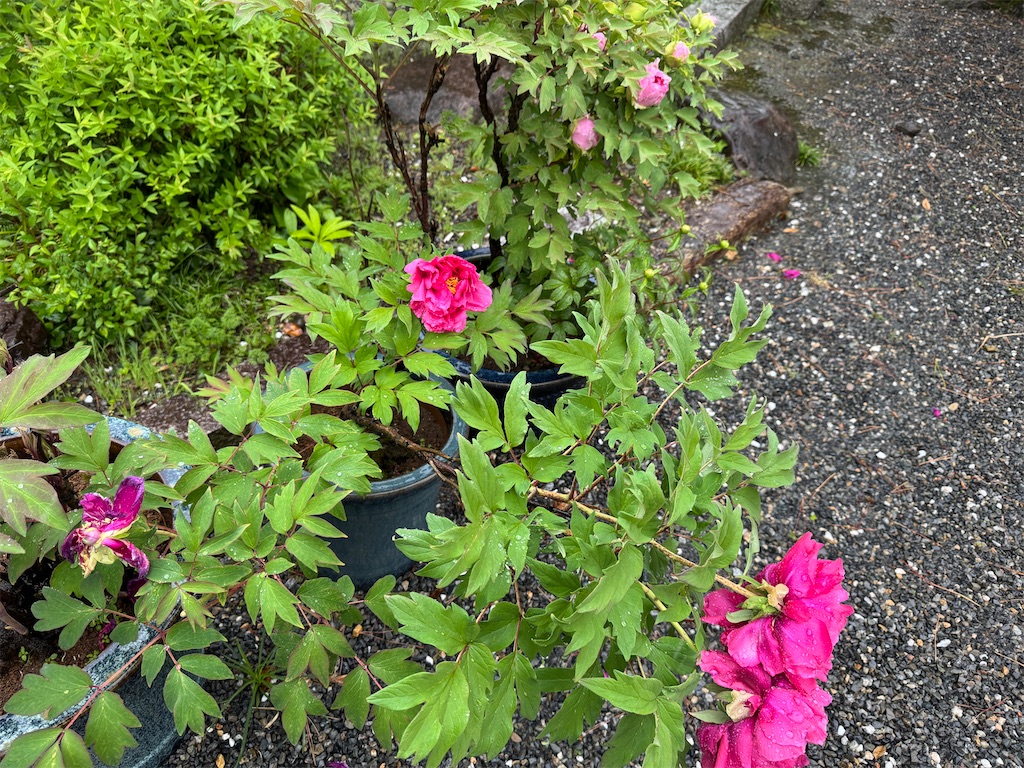 f:id:mp87:20250502211432j:image