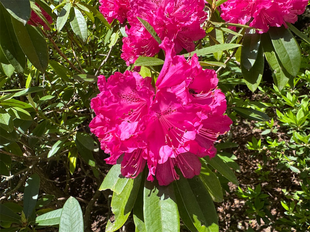 f:id:mp87:20250505202400j:image