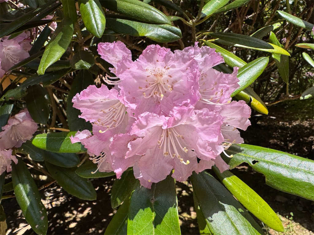 f:id:mp87:20250505202407j:image