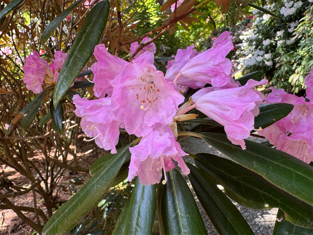 f:id:mp87:20250505202431j:image