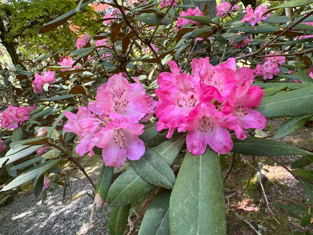 f:id:mp87:20250505202439j:image