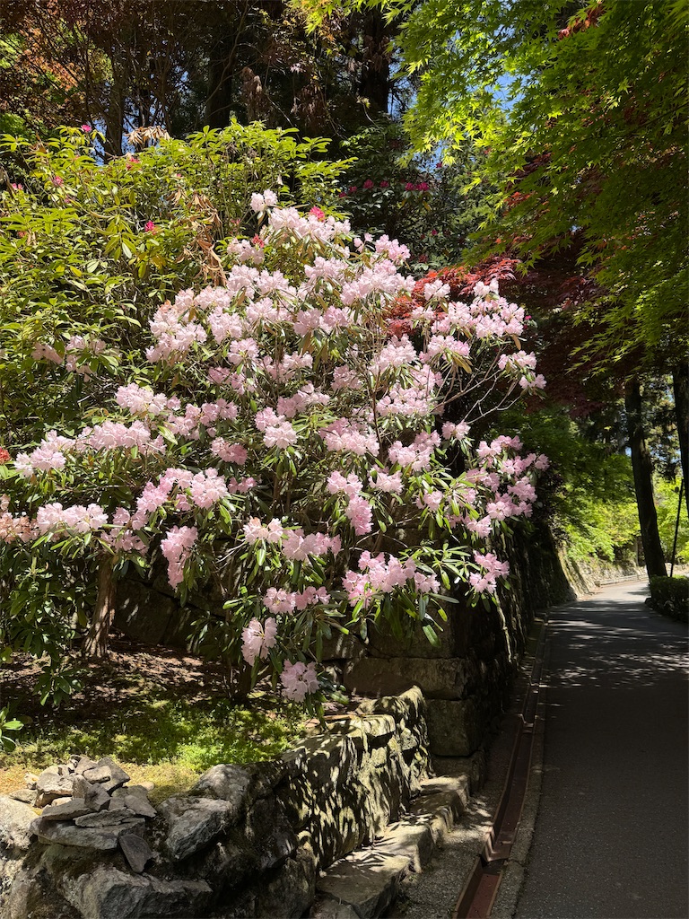 f:id:mp87:20250505203057j:image
