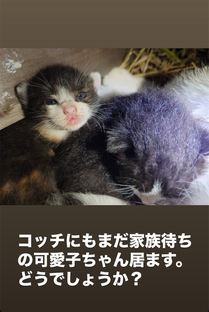 f:id:mp87:20250603213557j:image