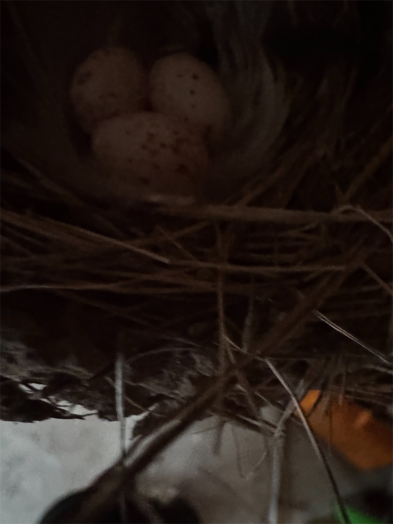 f:id:mp87:20250617212752j:image