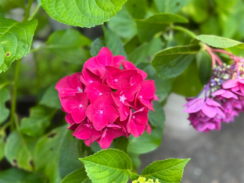 f:id:mp87:20250628211846j:image