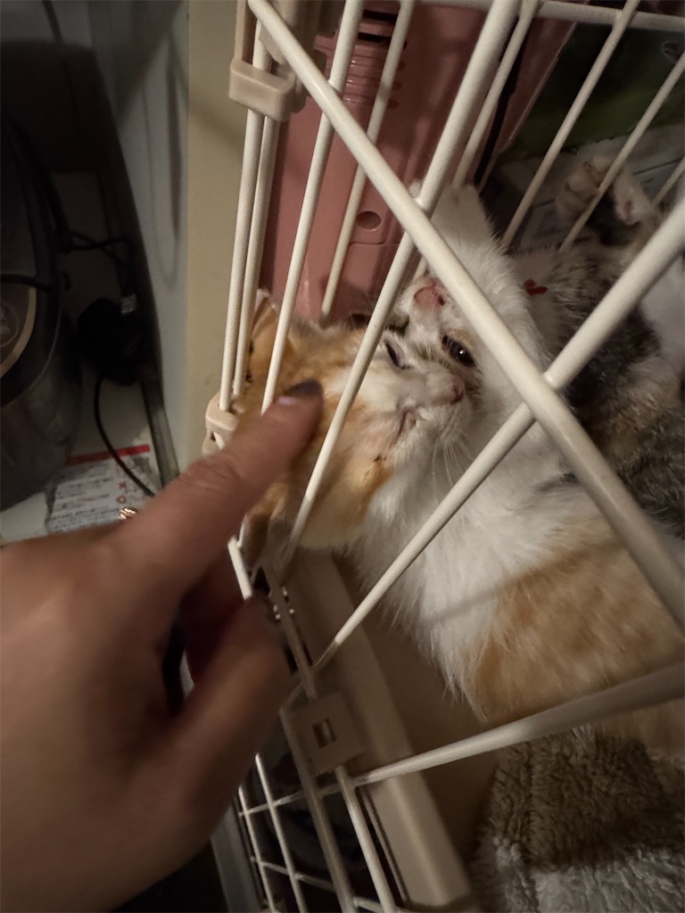 f:id:mp87:20250629211114j:image