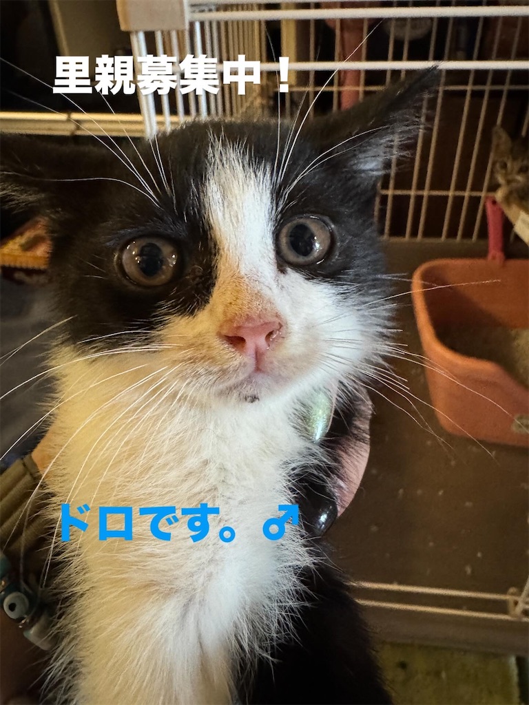 f:id:mp87:20250701000125j:image